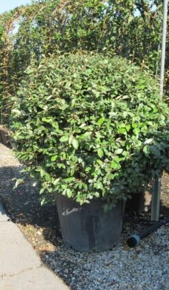 Olijfwilg Als Bol (Elaeagnus Ebbingei 'Compacta') -Planten Verkoopwinkel elaeagnus ebbingei bol 3
