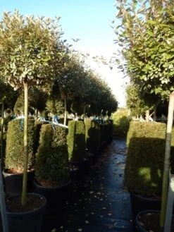 Olijfwilg Op Stam (Elaeagnus Ebbingei) -Planten Verkoopwinkel elaeagnus ebbingei halfstam 2 1