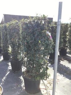 Olijfwilg Als Leivorm (Elaeagnus Ebbingei) -Planten Verkoopwinkel elaeagnus ebbingei leivorm c45