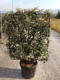 Olijfwilg Als Leivorm (Elaeagnus Ebbingei) -Planten Verkoopwinkel elaeagnus ebbingei leivorm c45 1