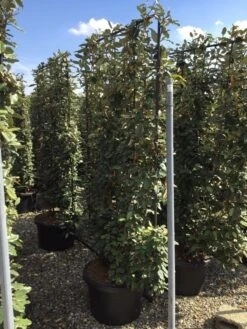 Olijfwilg Als Leivorm (Elaeagnus Ebbingei) -Planten Verkoopwinkel elaeagnus ebbingei leivorm c60