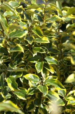 Bontbladige Olijfwilg Als Boom (Elaeagnus Ebbingei 'Gilt Edge') -Planten Verkoopwinkel elaeagnusgiltedgev01 2