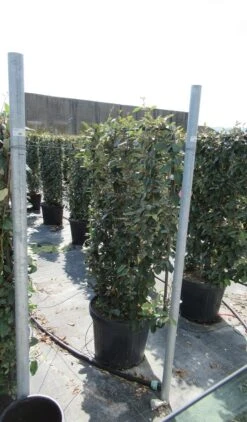 Olijfwilg Als Leivorm (Elaeagnus Ebbingei) -Planten Verkoopwinkel eleagnus 80x110 leivorm