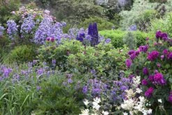 Borderpakket Engelse Rozen (2 M²)