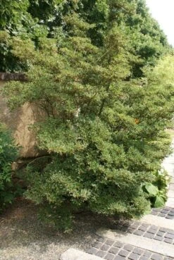 Pronkklokje (Enkianthus Campanulatus) -Planten Verkoopwinkel enkianthus campanulatus 1