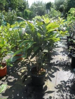 Japanse Mispel Als Boom (Eriobotrya Japonica) -Planten Verkoopwinkel eriobotrya japonica 80 100 125 c35