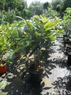 Japanse Mispel (Eriobotrya Japonica) -Planten Verkoopwinkel eriobotrya japonica 80 100 125 c35 1 1