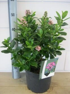 Escallonia (Escallonia 'Pink Elle') 10 Escallonia (Escallonia 'Pink Elle') -Planten Verkoopwinkel escallonia pink elle c5 6 9 2018