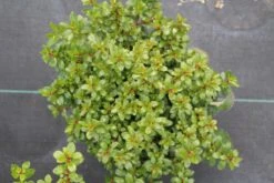 Escallonia (Escallonia 'Red Dream') -Planten Verkoopwinkel escallonia red dream 2