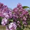 Sering (Syringa Vulgaris Hyacinthiflora 'Esther Staley') -Planten Verkoopwinkel esther staley
