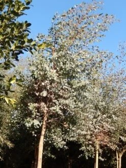 Eucalyptus Als Boom (Eucalyptus Gunnii) -Planten Verkoopwinkel eucalypthus gunii 10 12 2 1