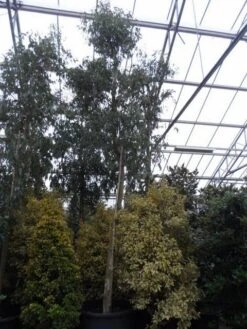 Eucalyptus Als Boom (Eucalyptus Gunnii) -Planten Verkoopwinkel eucalyptus