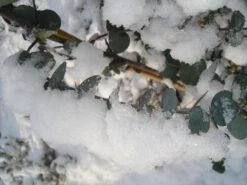 Winterharde Eucalyptus (Eucalyptus Gunnii 'Azura') -Planten Verkoopwinkel eucalyptus azura hardy