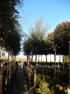 Eucalyptus Als Boom (Eucalyptus Gunnii) -Planten Verkoopwinkel eucalyptus gunnii 12 14 2 1