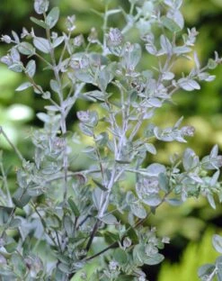 Eucalyptus Als Boom (Eucalyptus Gunnii) -Planten Verkoopwinkel eucalyptus gunnii 2