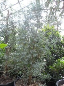 Winterharde Gomboom (Eucalyptus Gunnii) -Planten Verkoopwinkel eucalyptus gunnii struikvorm c500