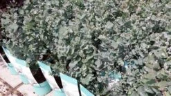 Winterharde Eucalyptus (Eucalyptus Gunnii 'Azura') -Planten Verkoopwinkel eucalyptusazura01