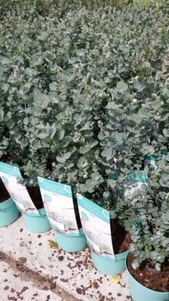 Winterharde Eucalyptus (Eucalyptus Gunnii 'Azura') -Planten Verkoopwinkel eucalyptusazura02 1