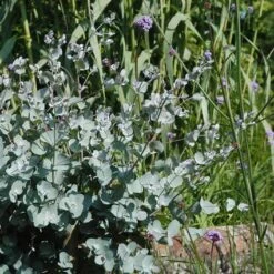 Eucalyptus Als Boom (Eucalyptus Gunnii) -Planten Verkoopwinkel eugunnii 8 1