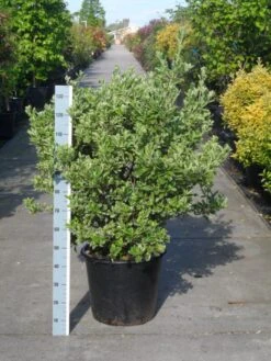 Kardinaalsmuts (Euonymus Japonicus 'Albomarginatus') -Planten Verkoopwinkel euonymus japonicus albomarginatus 80 100 c50