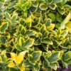 Kardinaalshoed (Euonymus Japonicus 'Aureomarginatus') -Planten Verkoopwinkel euonymus japonicus aureomarginatus