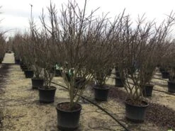 Meerstammige Kardinaalshoed (Euonymus Alatus) 7 Meerstammige Kardinaalshoed (Euonymus Alatus) -Planten Verkoopwinkel euonymusalatusmeerstam