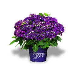 Hortensia Paars (Hydrangea 'Forever&Ever') -Planten Verkoopwinkel f e packshot purple rgb 2