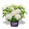 Hortensia Wit (Hydrangea 'Forever&Ever') -Planten Verkoopwinkel f e packshot white rgb 2