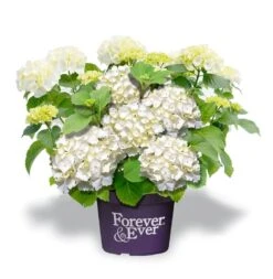 Hortensia Wit (Hydrangea 'Forever&Ever')