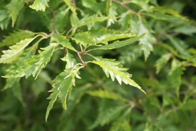 Varenbeuk (Fagus Syvatica 'Asplenifolia' ) 6 Varenbeuk (Fagus Syvatica 'Asplenifolia' ) - Afbeelding 6