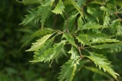 Varenbeuk (Fagus Syvatica 'Asplenifolia' ) 9 Varenbeuk (Fagus Syvatica 'Asplenifolia' ) -Planten Verkoopwinkel fagus syl. aspleniifolia 2