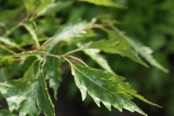 Varenbeuk (Fagus Syvatica 'Asplenifolia' ) 10 Varenbeuk (Fagus Syvatica 'Asplenifolia' ) -Planten Verkoopwinkel fagus syl. aspleniifolia 3