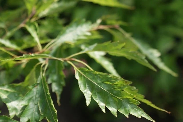 Varenbeuk (Fagus Syvatica 'Asplenifolia' ) 5 Varenbeuk (Fagus Syvatica 'Asplenifolia' ) - Afbeelding 5