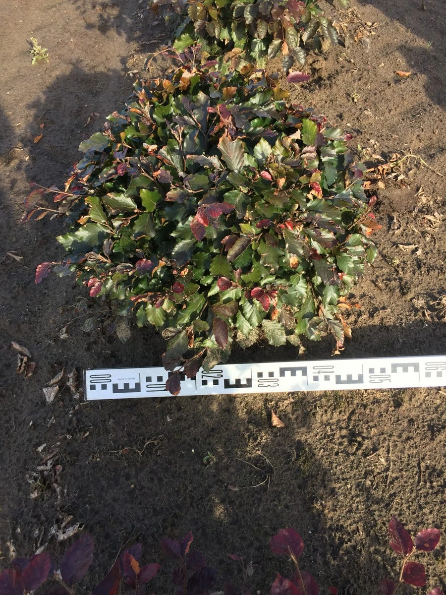 Rode Beuk Als Bolvorm (Fagus Sylvatica 'Atropunicea')