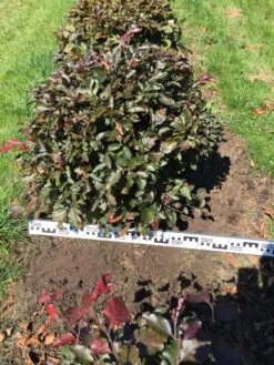 Rode Beuk Als Bolvorm (Fagus Sylvatica 'Atropunicea') -Planten Verkoopwinkel fagus syl. atropunicea 70 cm breed platte bol drkl 1