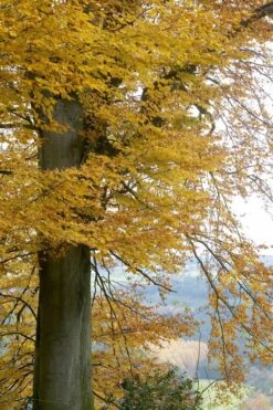 Beukenboom (Fagus Sylvatica) -Planten Verkoopwinkel fagus sylvatica02 1
