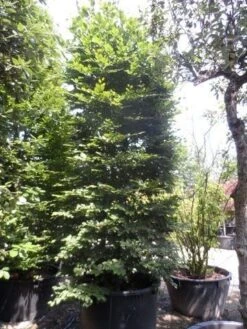 Beukenboom (Fagus Sylvatica) -Planten Verkoopwinkel fagus sylvatica 300 350 c500 zuil