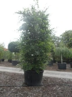 Beukenboom (Fagus Sylvatica) -Planten Verkoopwinkel fagus sylvatica 300 350 c750 zuil