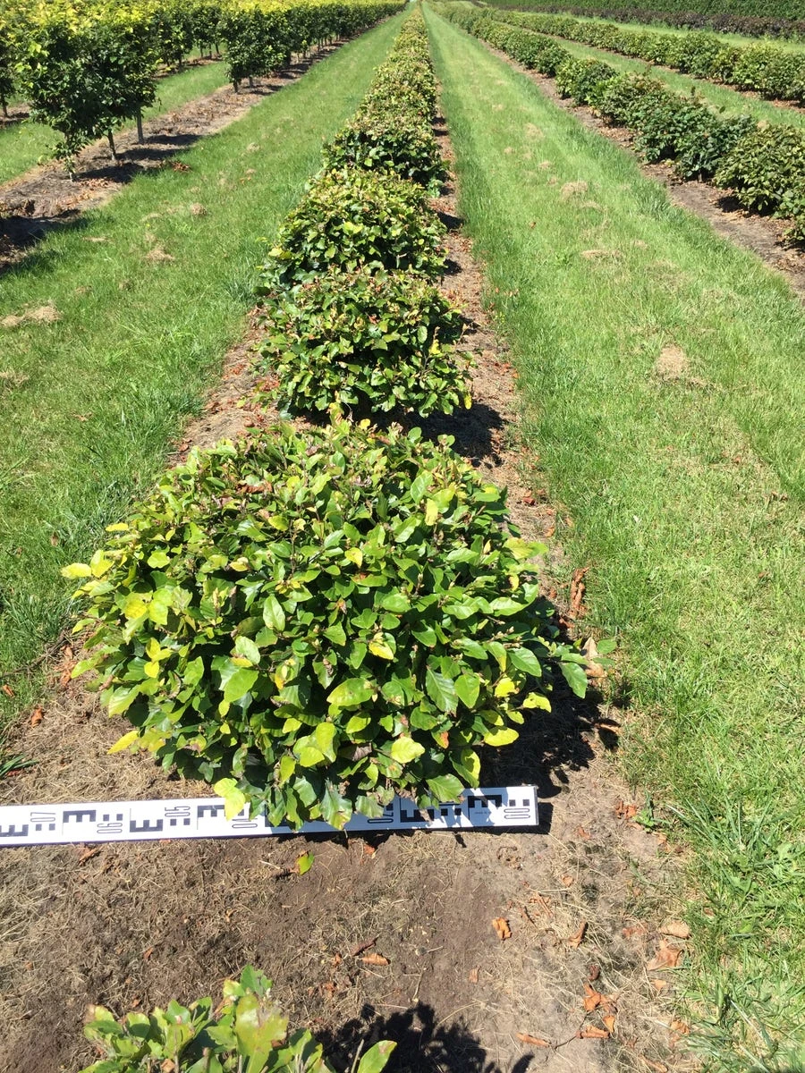 Beuk Als Bolvorm (Fagus Sylvatica) 1 Beuk Als Bolvorm (Fagus Sylvatica)