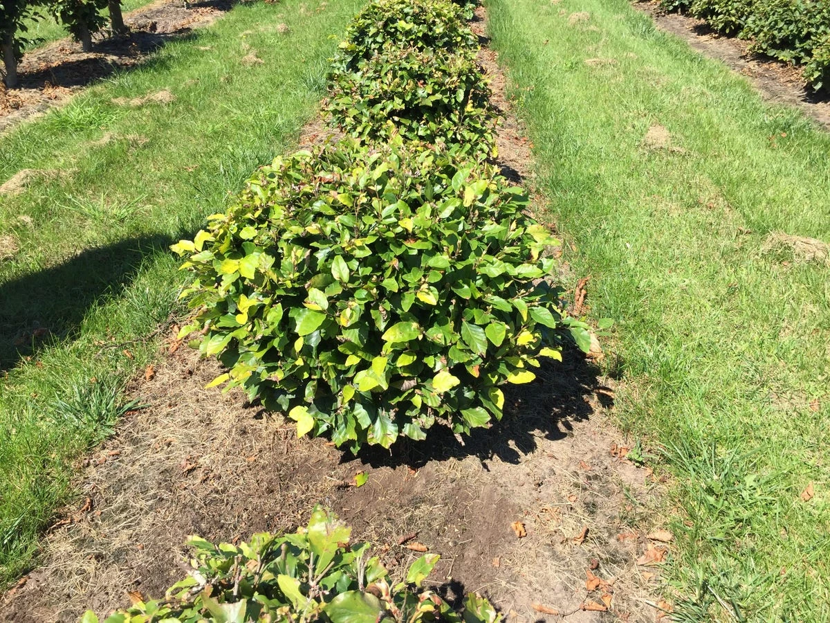 Beuk Als Bolvorm (Fagus Sylvatica) 2 Beuk Als Bolvorm (Fagus Sylvatica) - Afbeelding 2