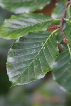 Beukenboom (Fagus Sylvatica) -Planten Verkoopwinkel fagus sylvatica 5 1