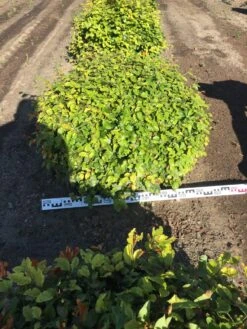 Beuk Als Bolvorm (Fagus Sylvatica) 13 Beuk Als Bolvorm (Fagus Sylvatica) -Planten Verkoopwinkel fagus sylvatica 90 cm breed platte bol drkl 2