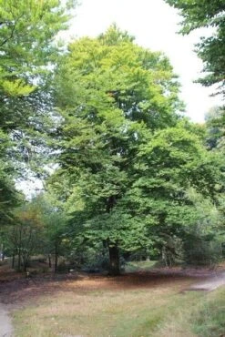 Beukenboom (Fagus Sylvatica) -Planten Verkoopwinkel fagus sylvatica beukenboom 3