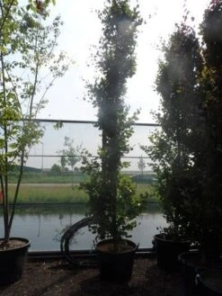 Zuilbeuk (Fagus Sylvatica 'Dawyck') -Planten Verkoopwinkel fagus sylvatica dawijck 350 400 450 c130