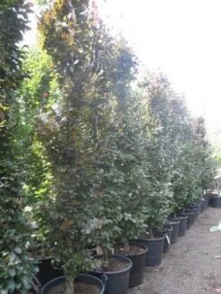 Rode Zuilbeuk (Fagus Sylvatica 'Dawyck Purple') -Planten Verkoopwinkel fagus sylvatica dawijck purple 350 400 450 c130