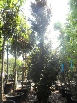 Rode Zuilbeuk (Fagus Sylvatica 'Dawyck Purple') -Planten Verkoopwinkel fagus sylvatica dawijck purple 450 500 c160