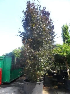 Rode Zuilbeuk (Fagus Sylvatica 'Dawyck Purple') -Planten Verkoopwinkel fagus sylvatica dawijck purple 500 600 c1000