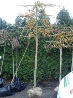 Groene Beuk Als Leiboom (Fagus Sylvatica) -Planten Verkoopwinkel fagus sylvatica lei 2