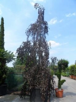Rode Treurbeuk (Fagus Sylvatica 'Purpurea Pendula') -Planten Verkoopwinkel fagus sylvatica purpurea pendula 600 700 800 c1000