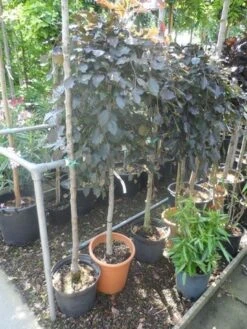 Rode Treurbeuk (Fagus Sylvatica 'Purpurea Pendula') -Planten Verkoopwinkel fagus sylvatica purpurea pendula halfstam c20